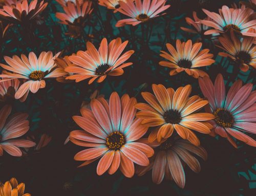 5 Tips for Fall Renewal