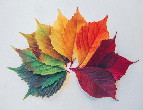 Anxiety and Nature: Finding Calm in the Changing Seasons